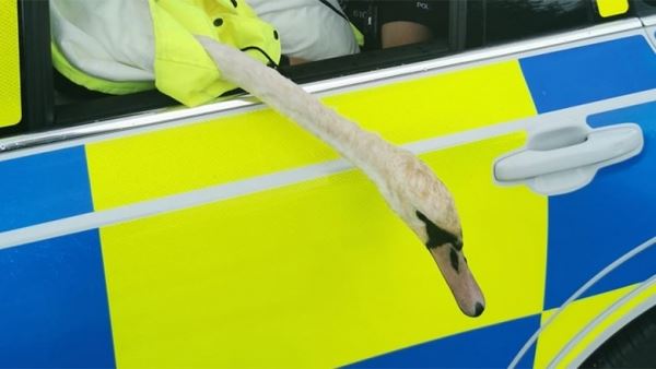 Британские полицейские задержали лебедя-хулигана